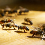 morte delle api
